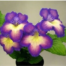 Streptocarpus DEM-Tokyo-Plug