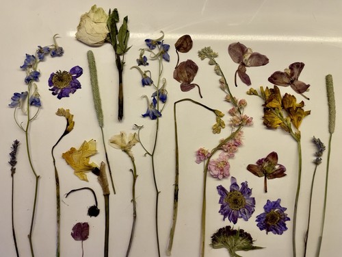 Lot dry pressed flowers - of,