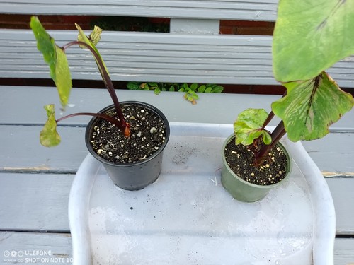Colocasia pharaoh s - colocasia, ‘pharaoh’s
