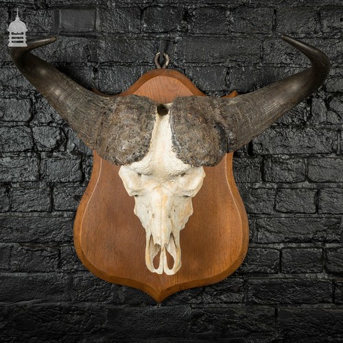 19th mounted cape buffalo - 19th,