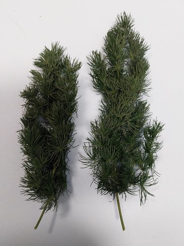 Fog models fir - fog,