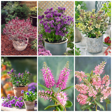 6 Mixed Large Hebe Plants