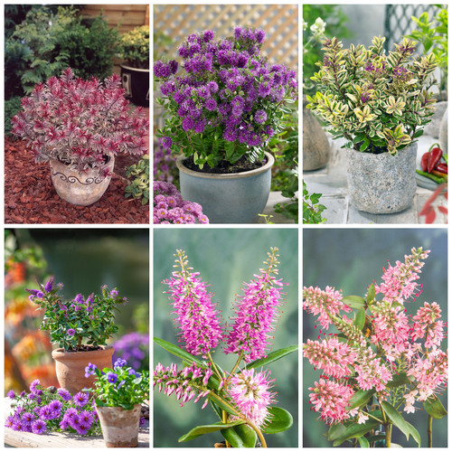 Hebe plants evergreen - plants, |