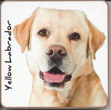 Labrador dog puppy coaster - labrador, or