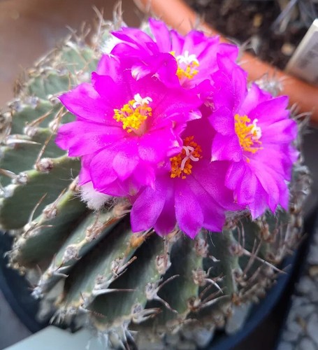 Geohintonia mexicana fresh - geohintonia, mexicana,