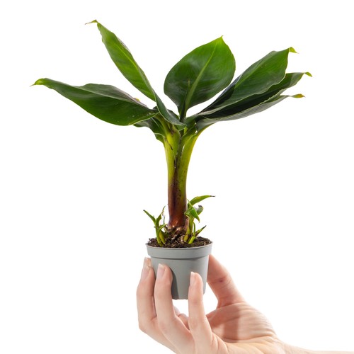 Baby banana plant musa - banana,