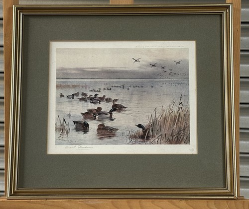 Archibald thorburn mallard - archibald, on
