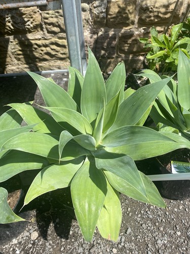 Agave attenuata foxtail - agave,