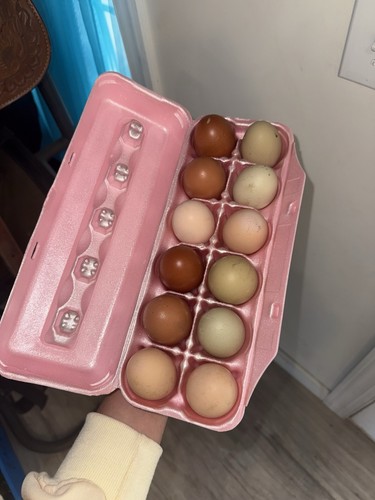 Bym fertile chicken eggs - bym,