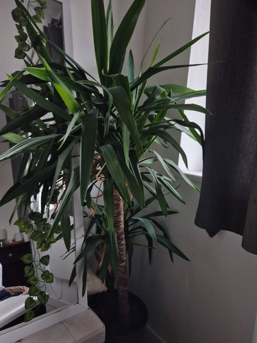 Large indoor plant yucca - large,