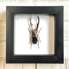 Golden metallic stag - metallic,