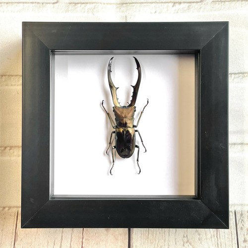 Golden metallic stag - golden,