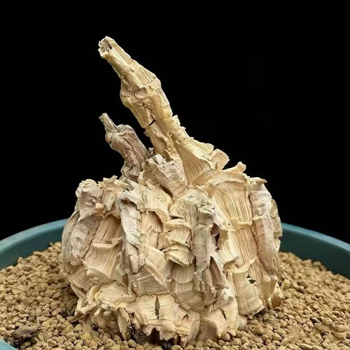 Euphorbia ramena rare - rare, caudex
