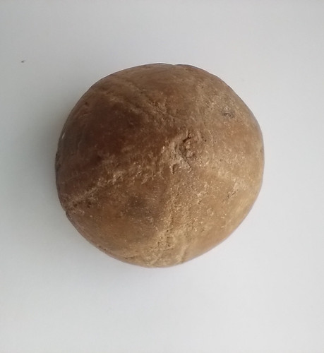 One echinoid sea urchin