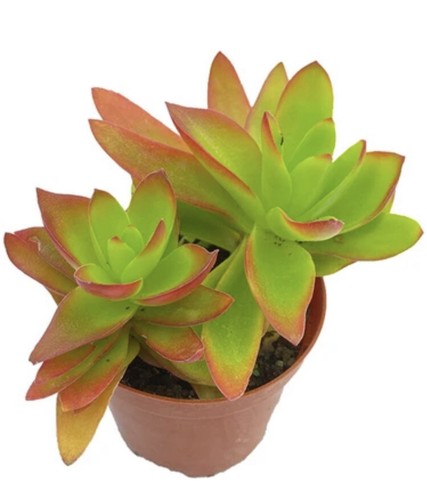 Crassula capitella - capitella, (campfire)