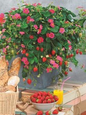 Fragaria x ananassa Toscana