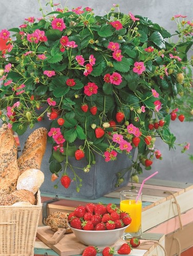 Fragaria ananassa toscana - ananassa,
