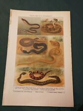 ORIGINAL CHROMOLITHOGRAPH-ZOOLOGICAL OLD PRINT-VENOMOUS SNAKES-1924/1926