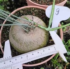 Sale Rare Cacti  Adenia kirkii WYSIWYG SeedingGrowth Caudex  Boutique Decor