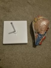 Cardiac Anatomical Model
