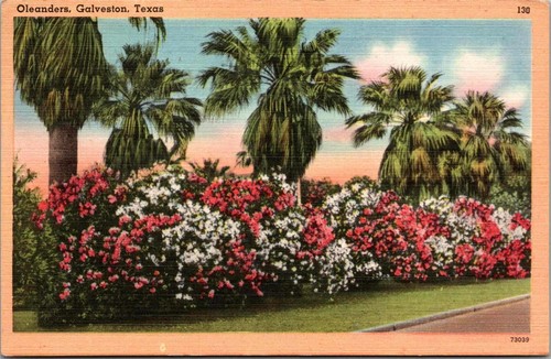 Oleanders galveston texas - galveston,