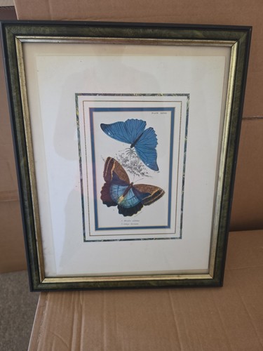 Vintage print butterflies - vintage,