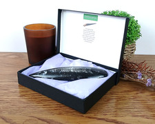 Large Orthoceras Nautiloid