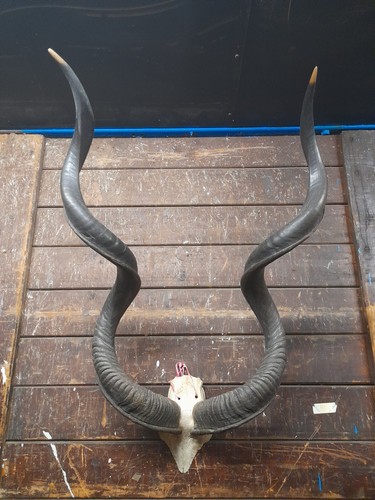 Antique taxidermy horns skull - taxidermy,