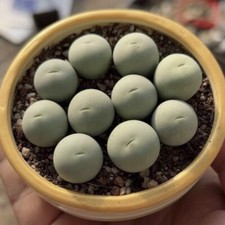 5pcs 1.5CM Succulent Plant