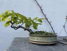 Oak Bonsai