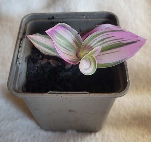Tradescantia nanouk ready to - nanouk,