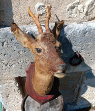 A Taxidermy Roe with antlers Deer  Head Mount on Wooden Shield 1921