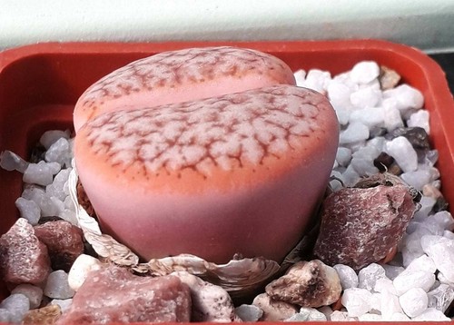Lithops gracilidelineata