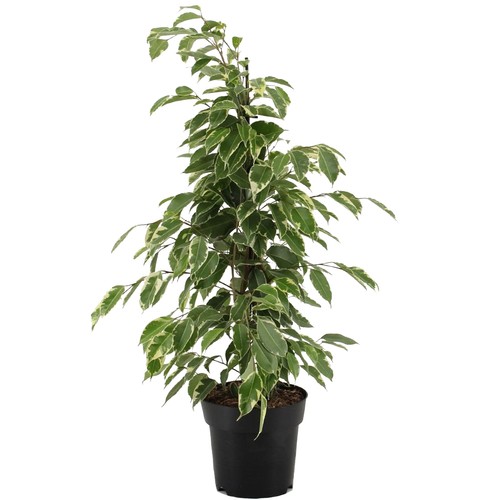 Ficus golden king variegated - ficus,
