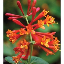 Honeysuckle Hardy Climbing Shrub Plant Dropmore Scarlet 9cm Nursery Pots T&M