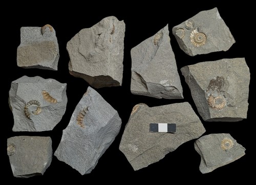 Unprepared ammonite - unprepared,