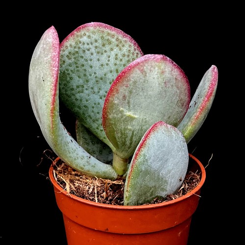 Silver dollar plant crassula - silver,