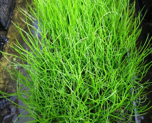 Pepper grass oxygenating pond - pepper,