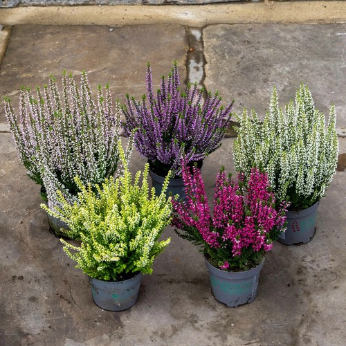 Calluna vulgaris beauty - 3x,