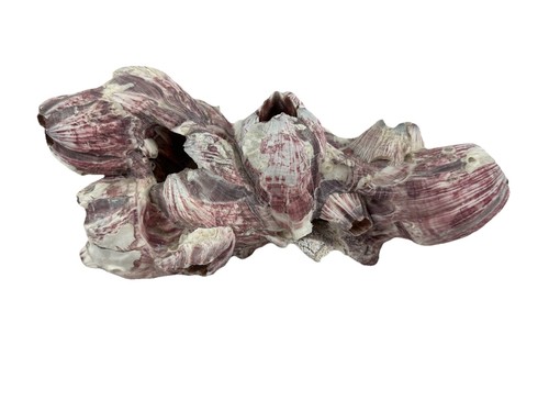 Purple barnacle cluster - purple,