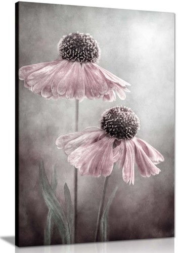 Pastel pink helenium flower - pastel,
