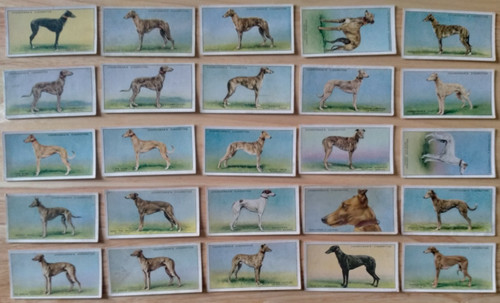 Churchman racing greyhounds - churchman,