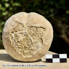 CLYPEUS PLOTTI Fossil Echinoid