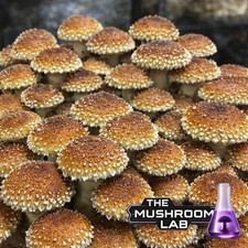 10ml Speckled Chestnut Liquid