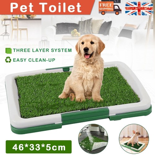 Dog potty training - dog,