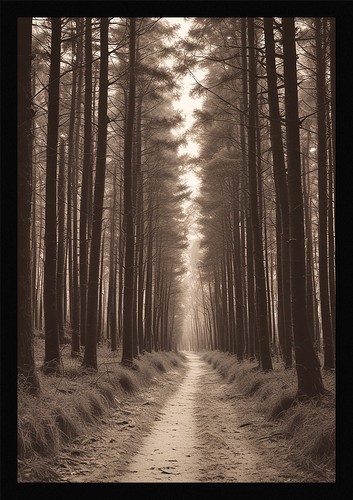 Modern forest path framed - forest,