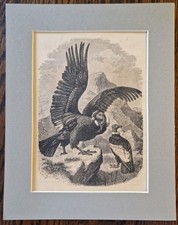 1857 Engraving Print~ The Condor Ready To Frame