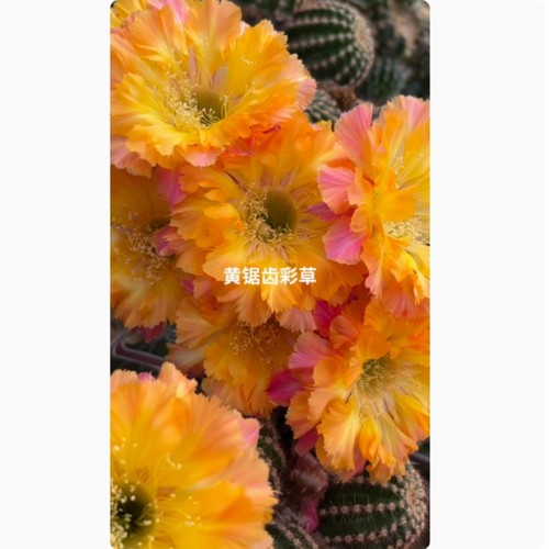 6cm cactus succulent plant - 5-6cm,