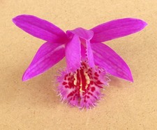 Pleione El Pico (3 Bulbs) - Lot EP3.1