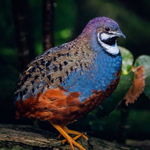 Rare button quail hatching - rare,